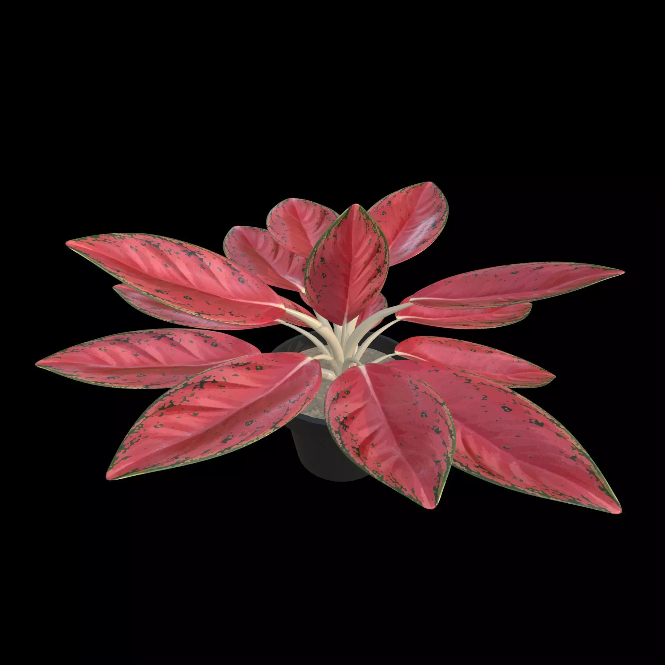 Aglaonema Red Valentine PBR 4K 3D model_0