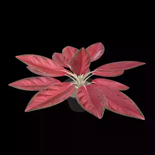 Aglaonema Red Valentine PBR 4K 3D model
