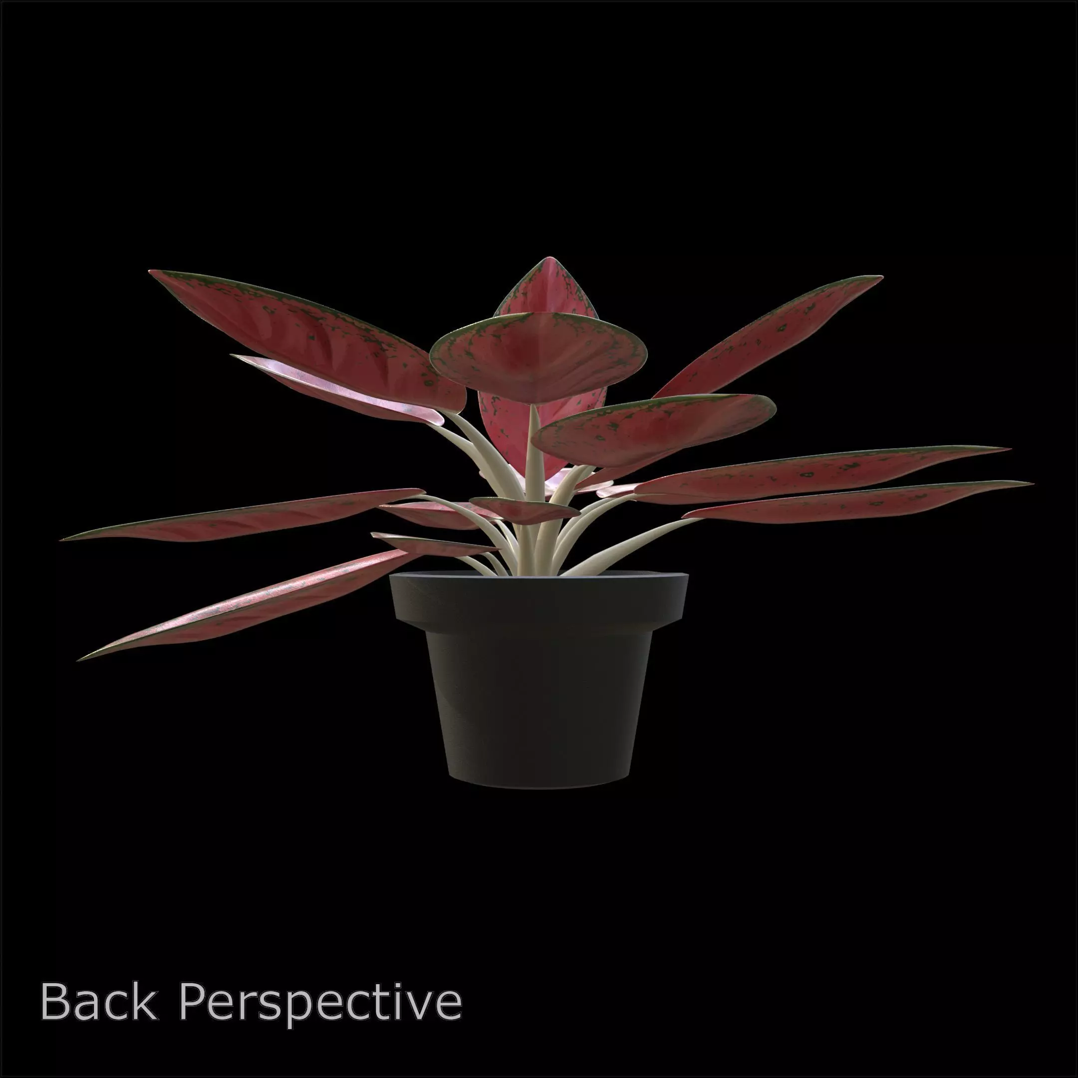 Aglaonema Red Valentine PBR 4K 3D model_4