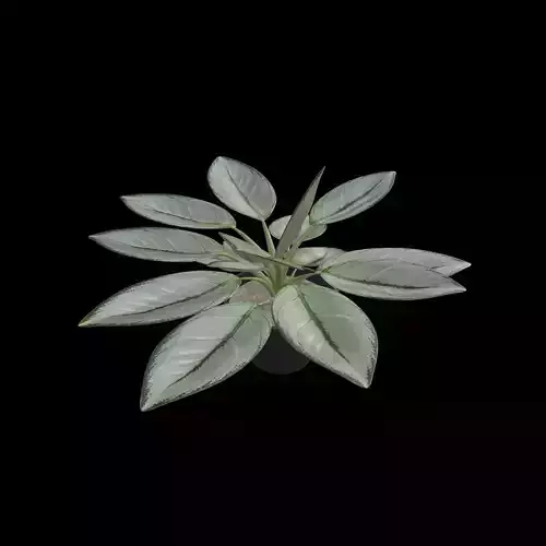 Aglaonema Silver Bay PBR 4K
