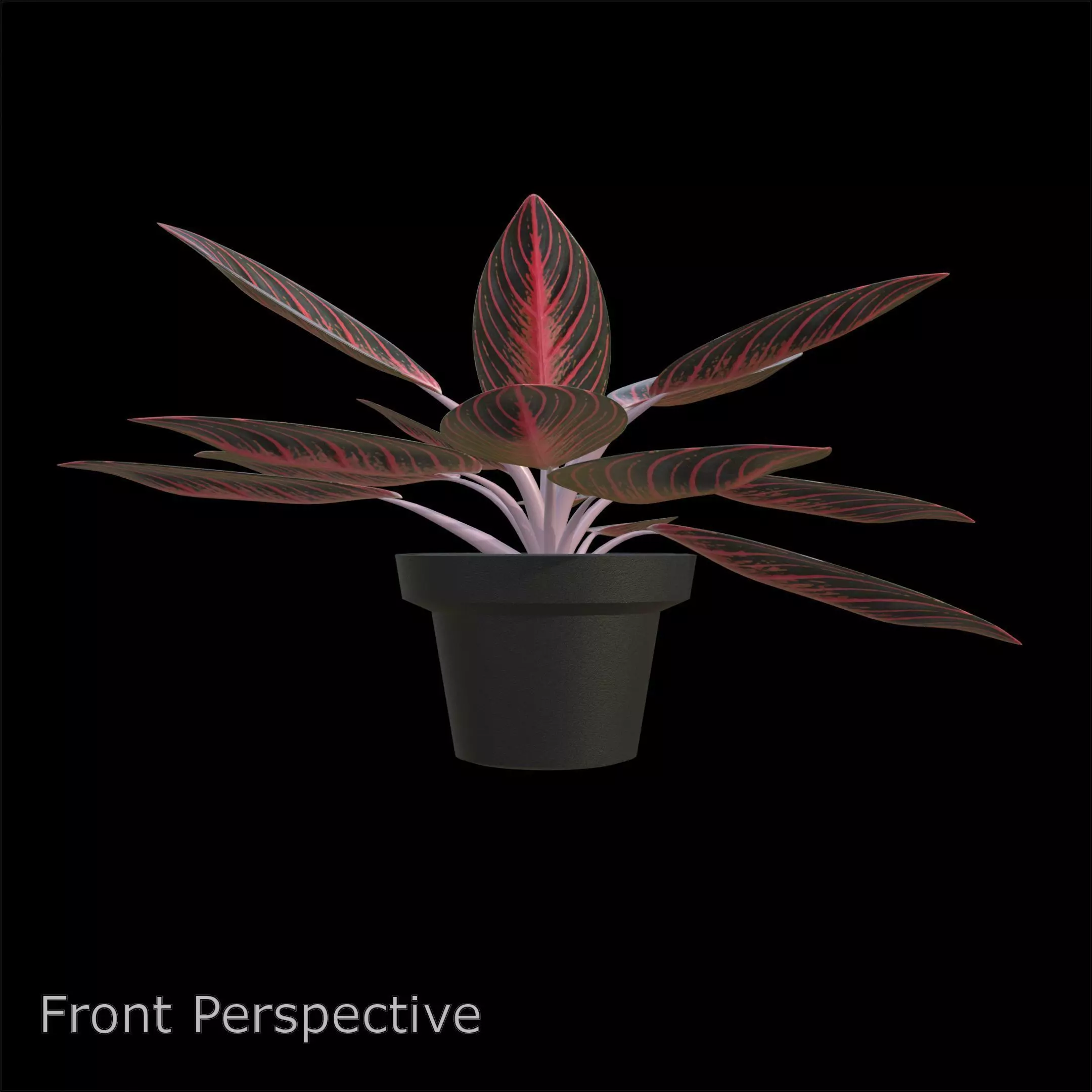 Aglaonema Pride of Sumatra PBR 4K 3D model_2