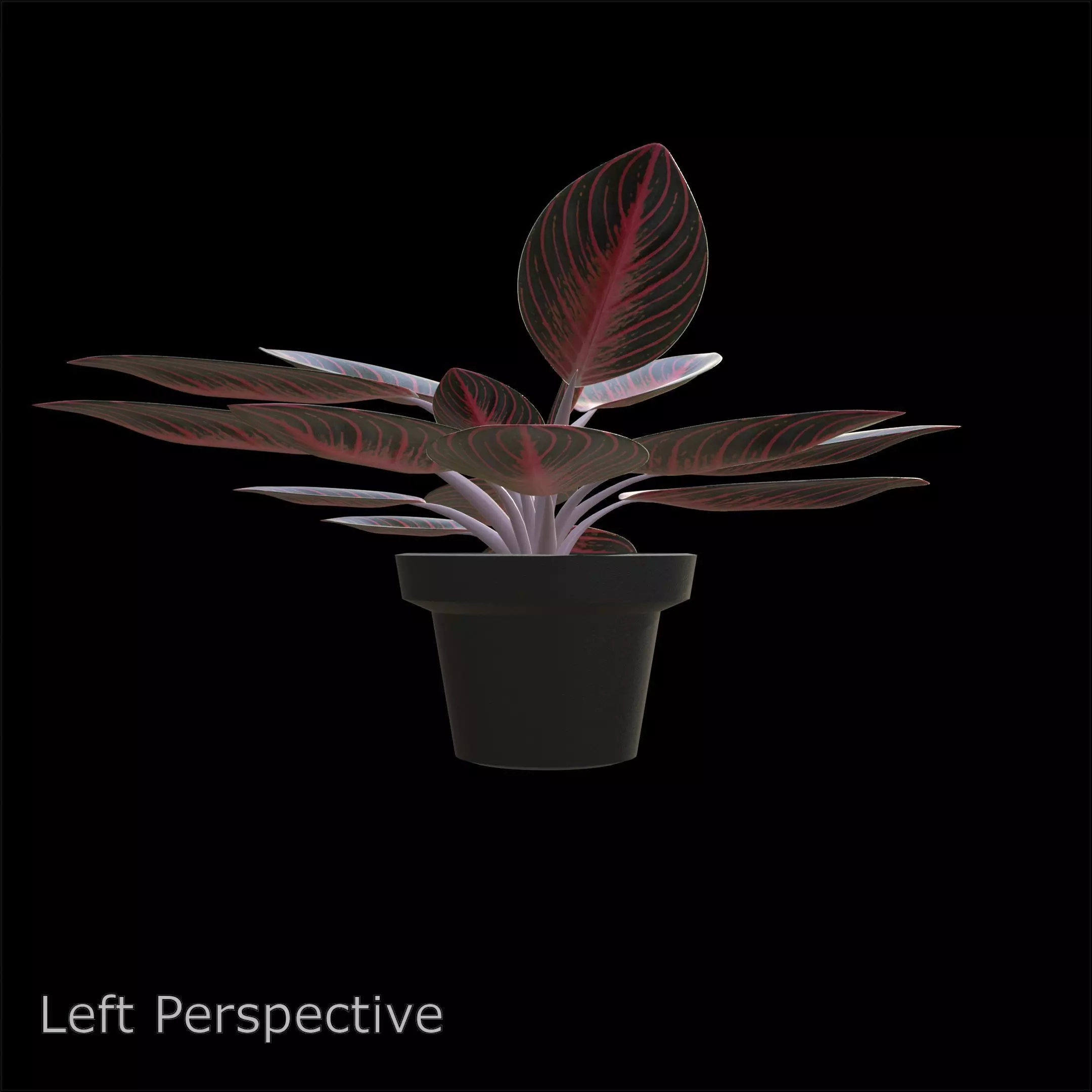 Aglaonema Pride of Sumatra PBR 4K 3D model_4