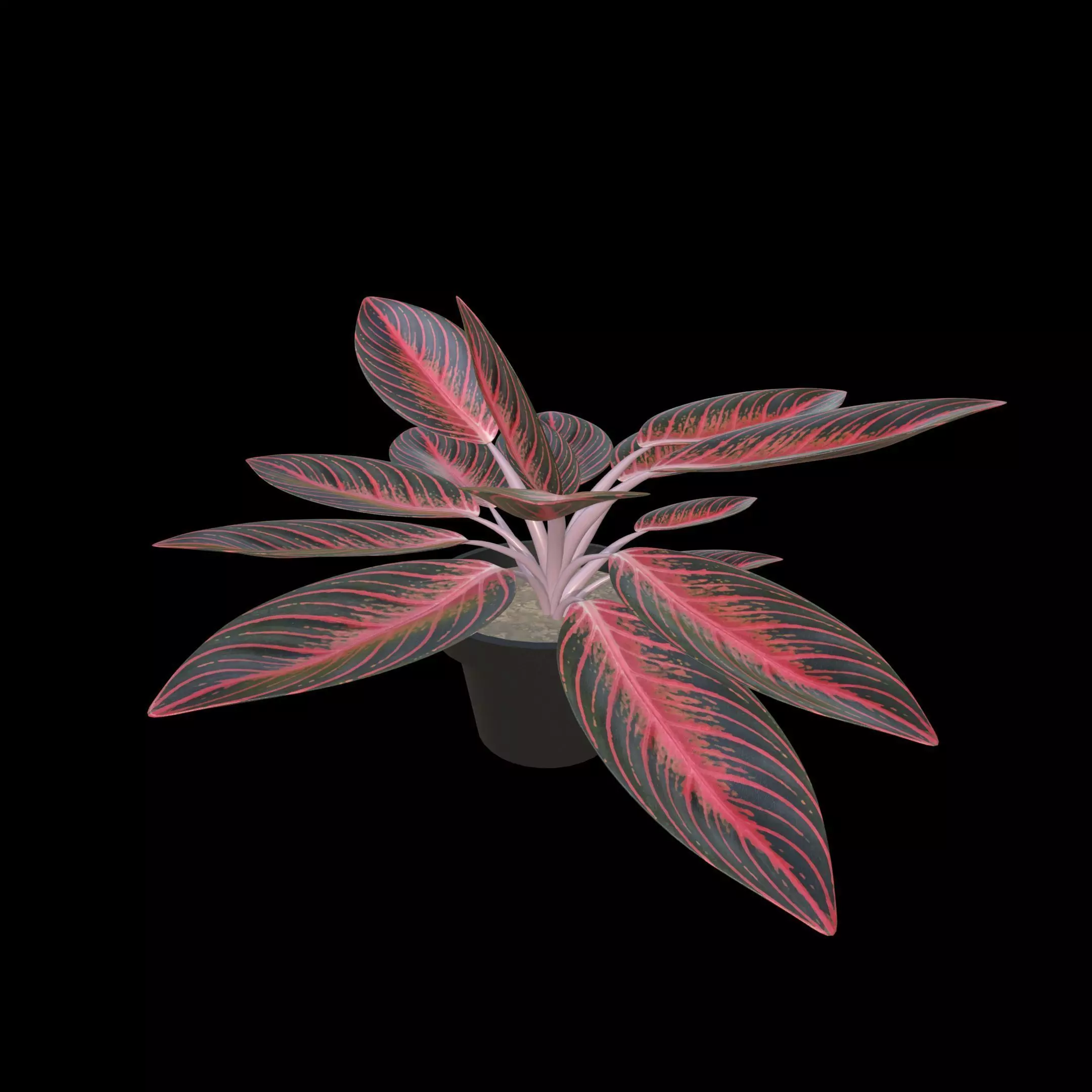 Aglaonema Pride of Sumatra PBR 4K 3D model_0