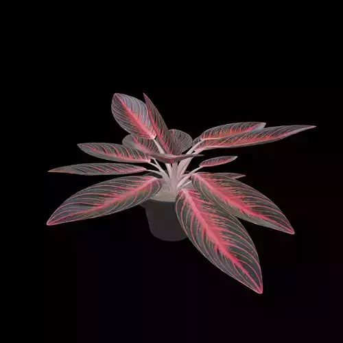 Aglaonema Pride of Sumatra PBR 4K 3D model Aglaonema Pride of Sumatra PBR 4K 3D model