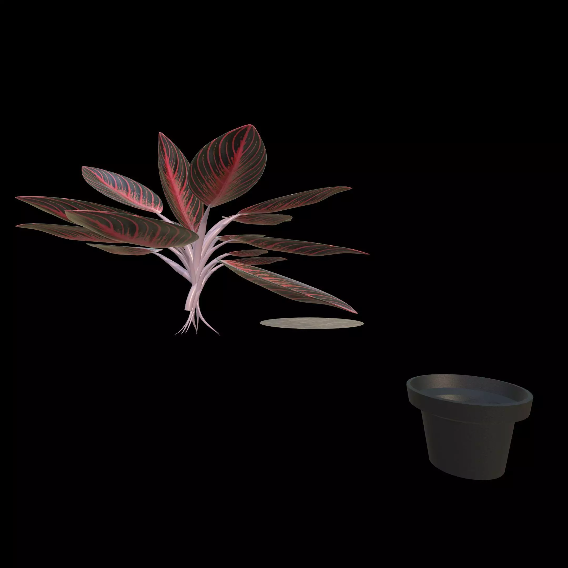 Aglaonema Pride of Sumatra PBR 4K 3D model_6