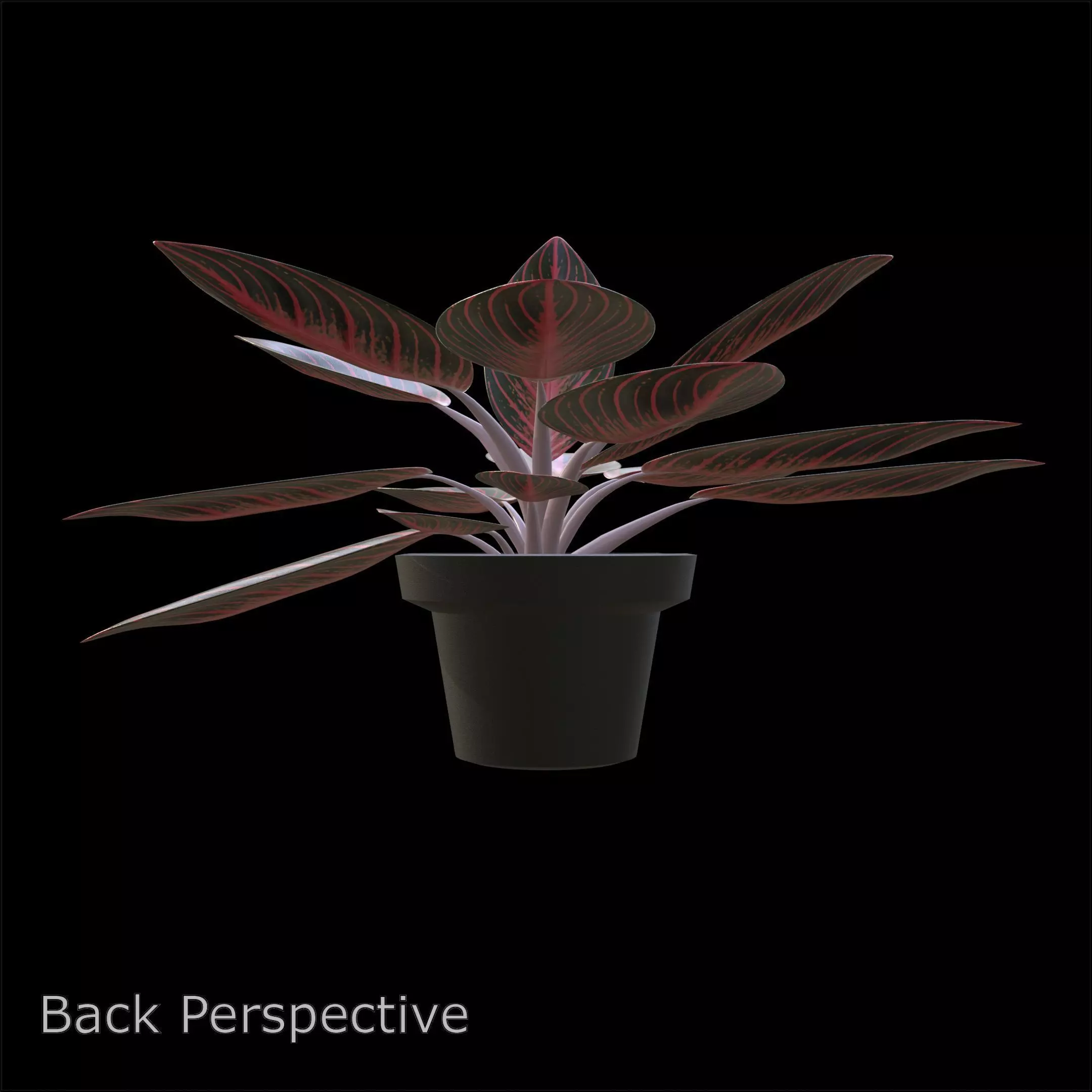 Aglaonema Pride of Sumatra PBR 4K 3D model_3