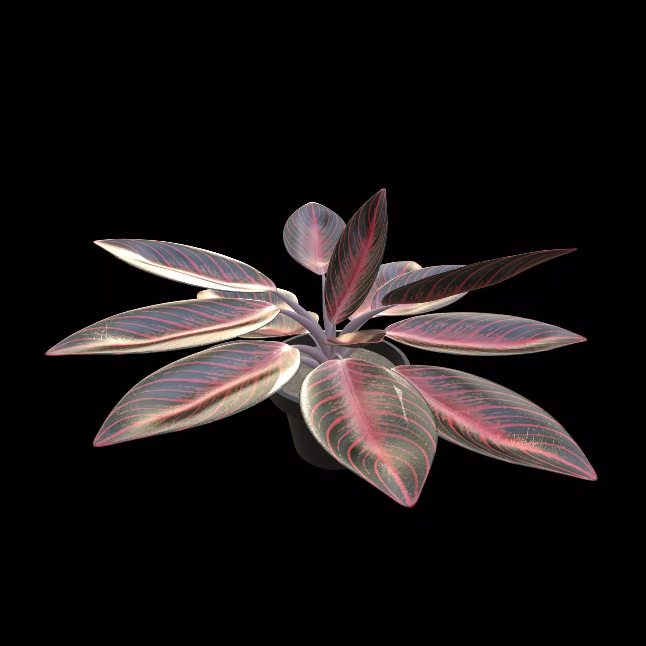 Aglaonema Pride of Sumatra PBR 4K 3D model_1