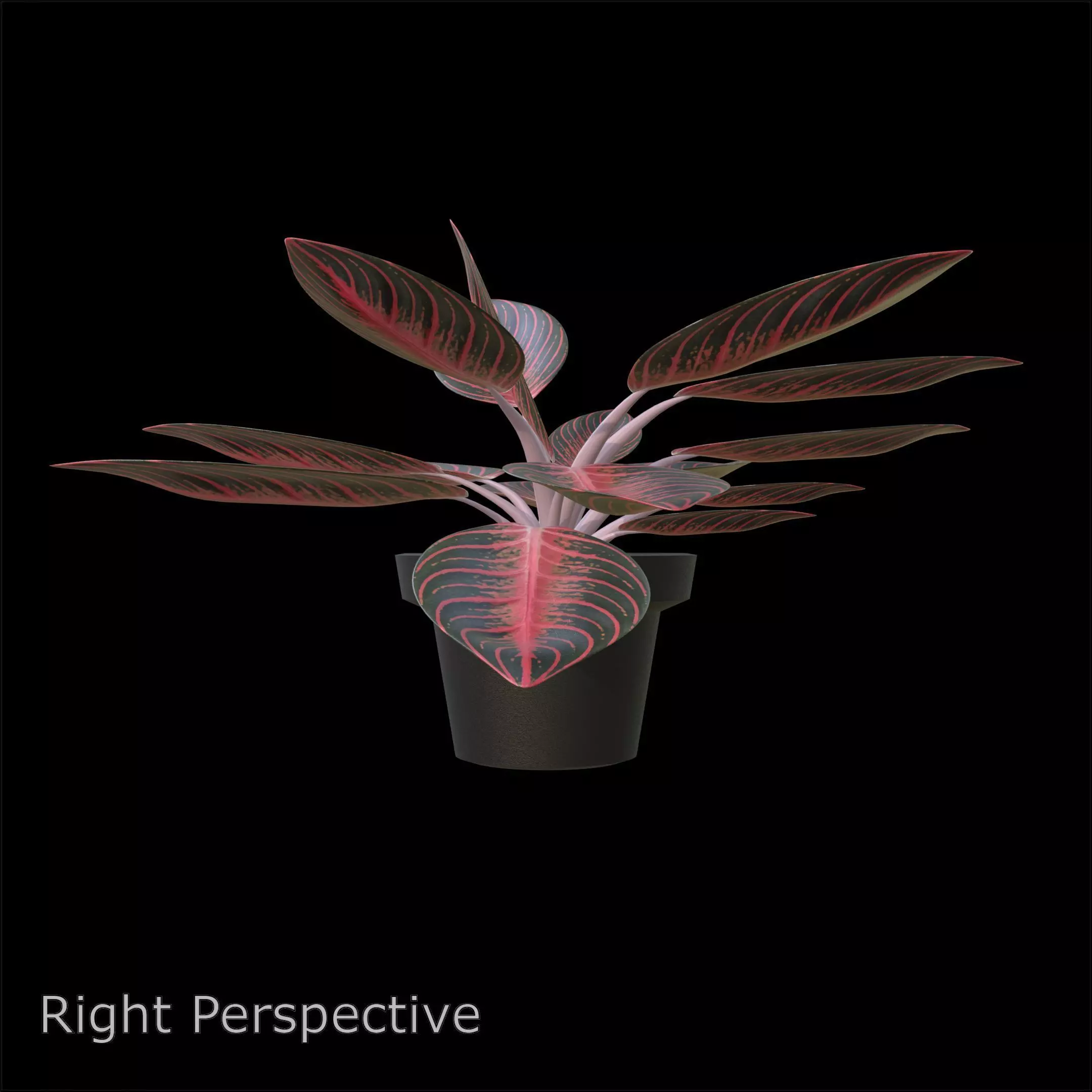 Aglaonema Pride of Sumatra PBR 4K 3D model_5