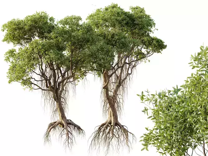 AV 2 Trees Mangrove Gray Avicennia Marina