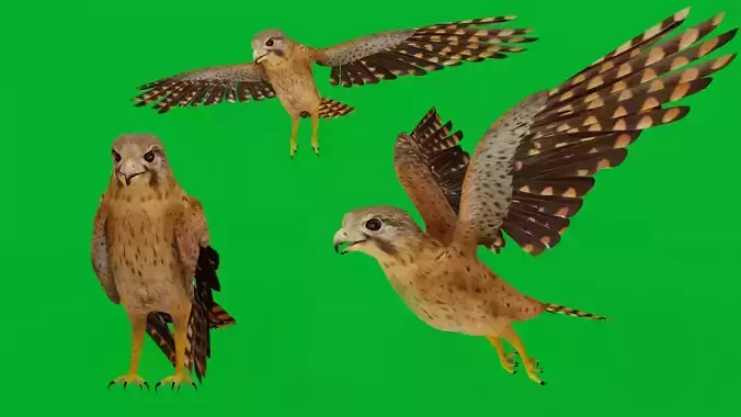 Eurasian Kestrel Falcon Bird