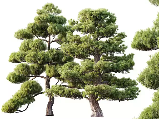 AV 2 trees Pinus Bonsai Sylvestris Pine Parviflora Contorta 3D model