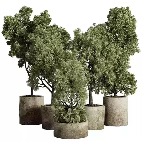 Tree plant in a old concrete dirty outdoor plant set 213 