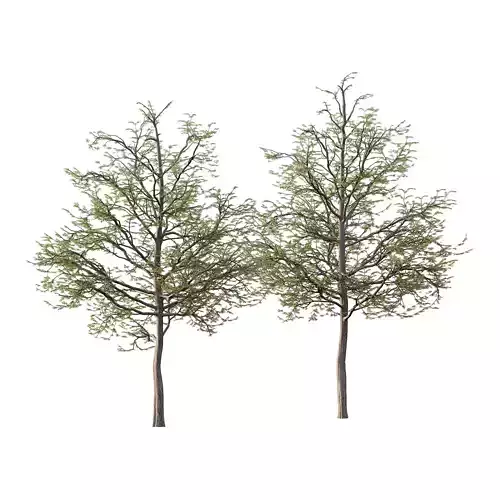 Mountain Ash Tree 09