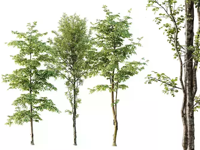 AV Carpinus Betulus and Alnus Glutinosa 3D model
