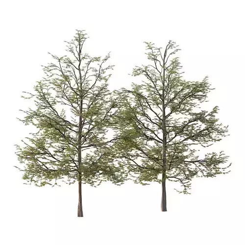 Mountain Ash Tree 10