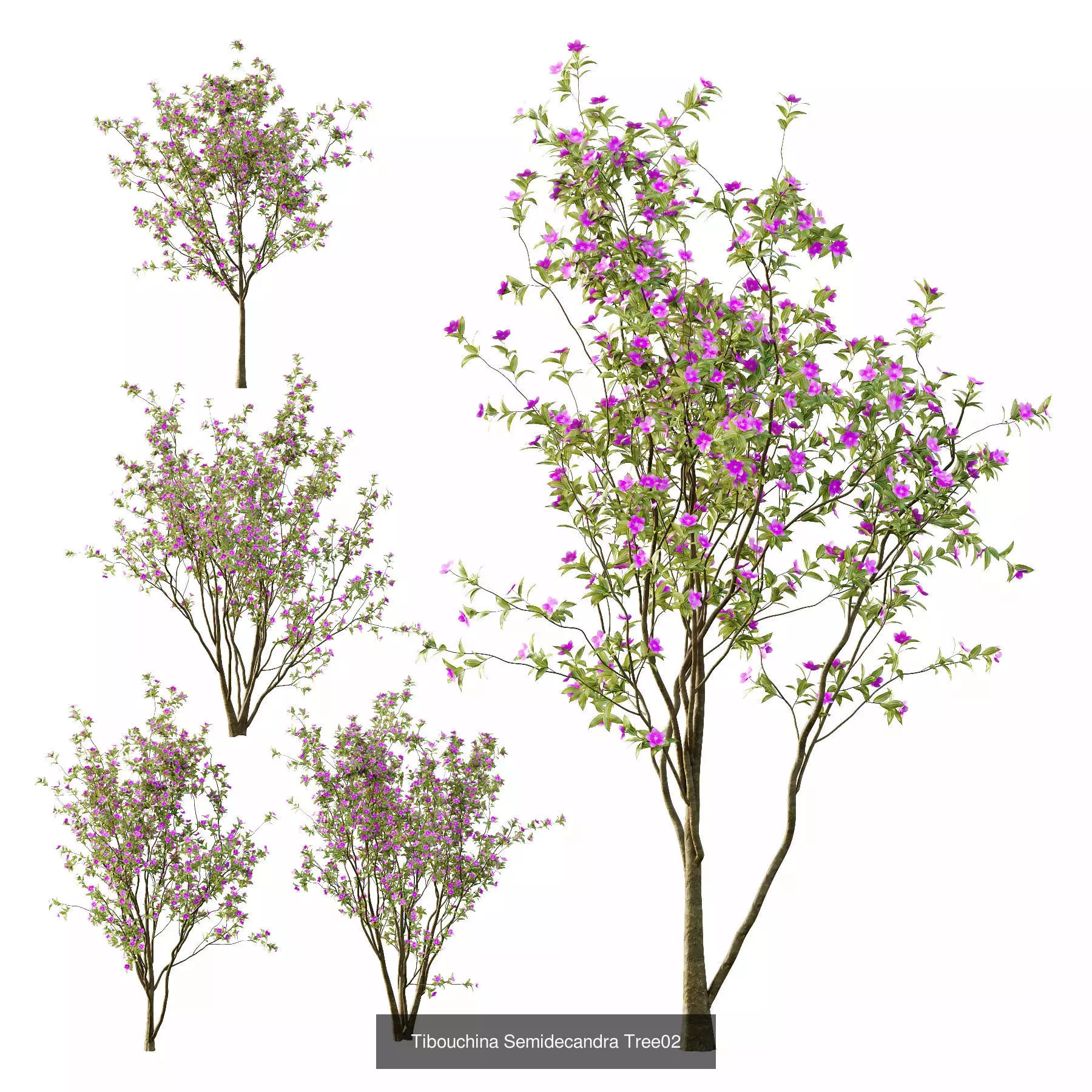 Excellent collection of Tree plants 19 Different Models 0025 _2