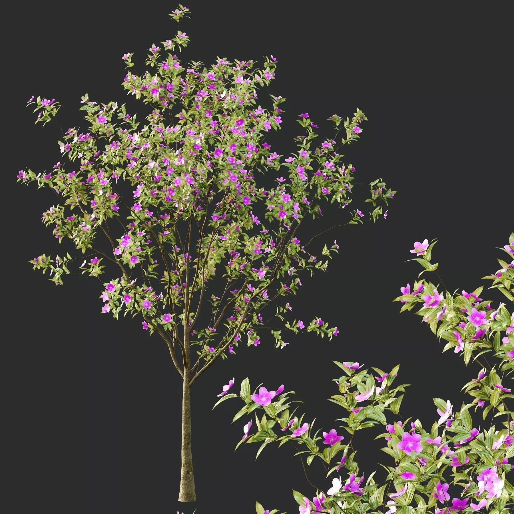 Excellent collection of Tree plants 19 Different Models 0025 _19