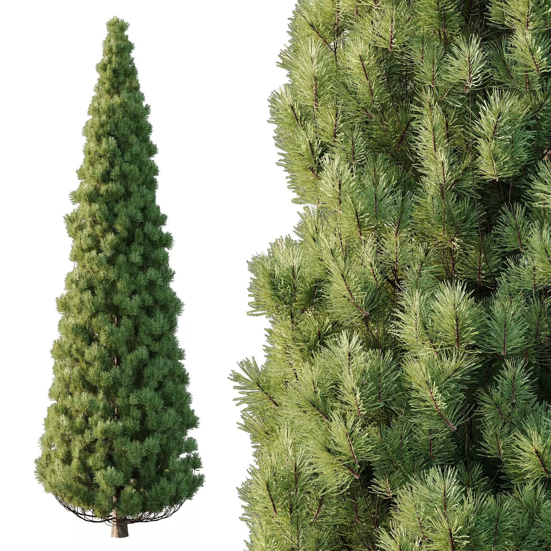 Excellent collection of Tree plants 19 Different Models 0025 _21