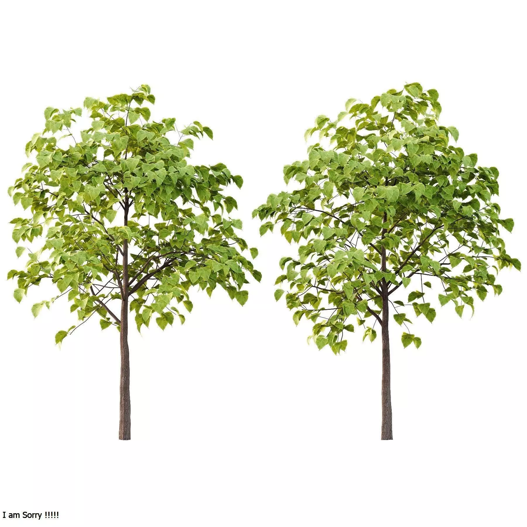 Excellent collection of Tree plants 19 Different Models 0025 _9