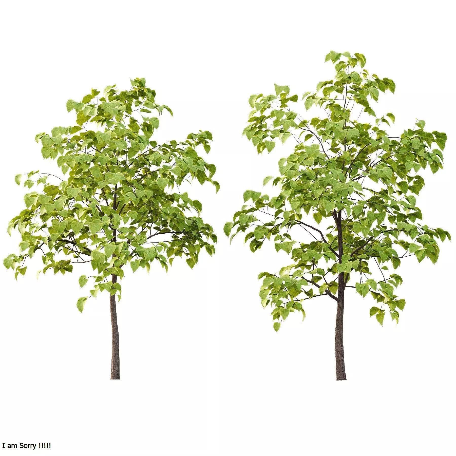 Excellent collection of Tree plants 19 Different Models 0025 _13