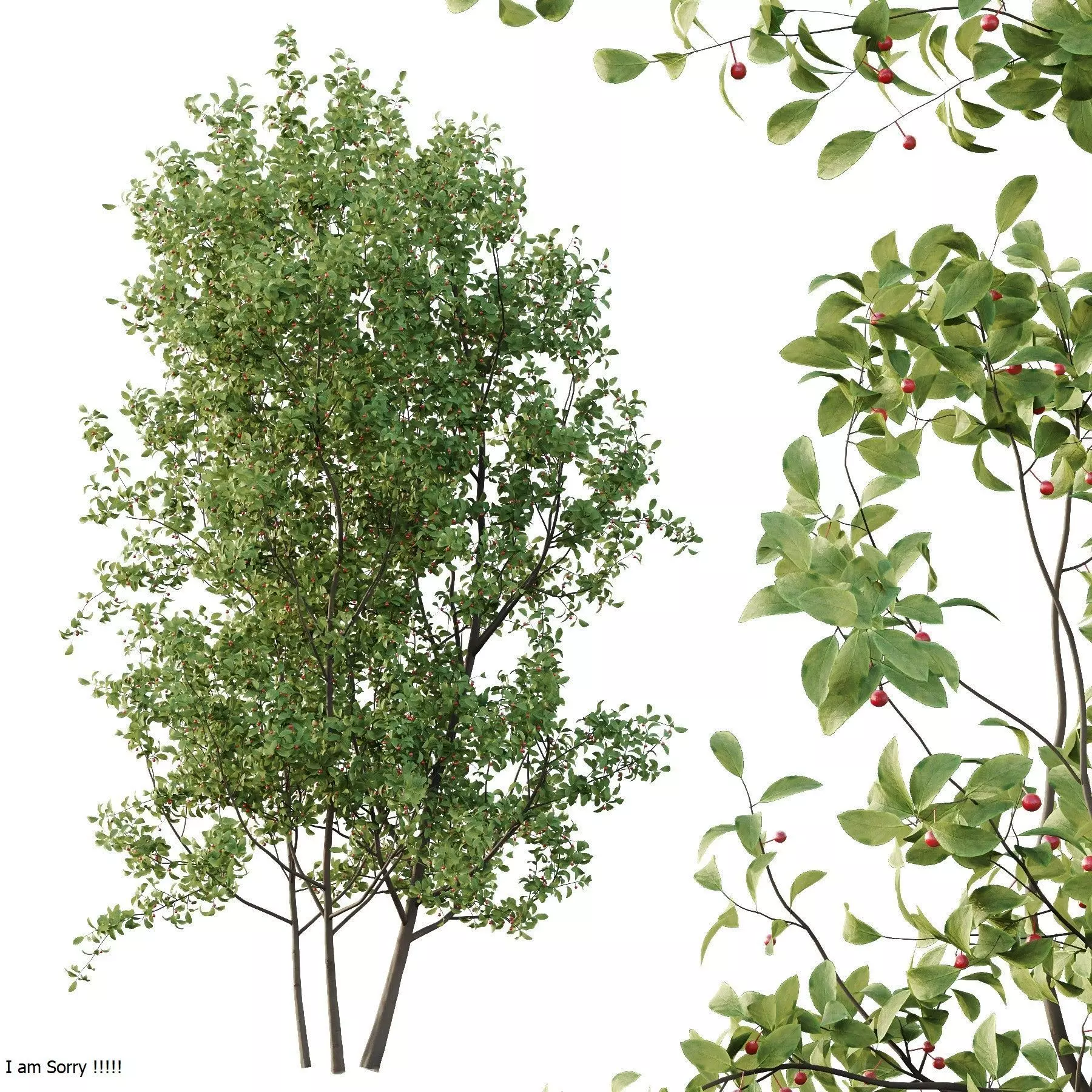 Excellent collection of Tree plants 19 Different Models 0025 _20