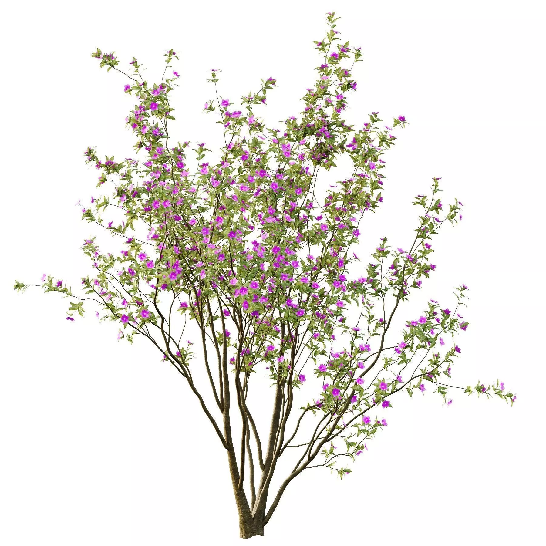 Excellent collection of Tree plants 19 Different Models 0025 _10