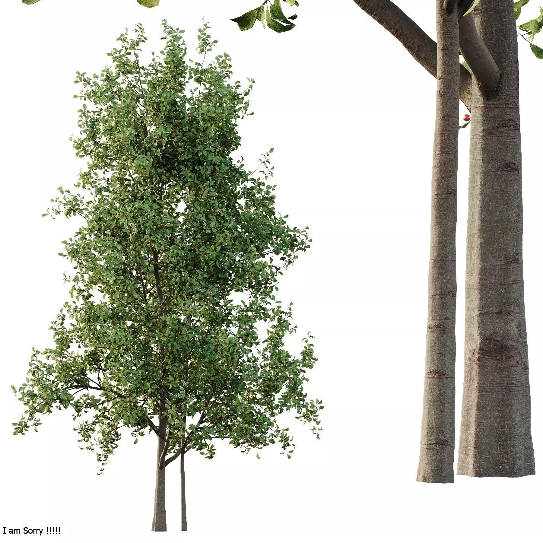 Excellent collection of Tree plants 19 Different Models 0025 _18