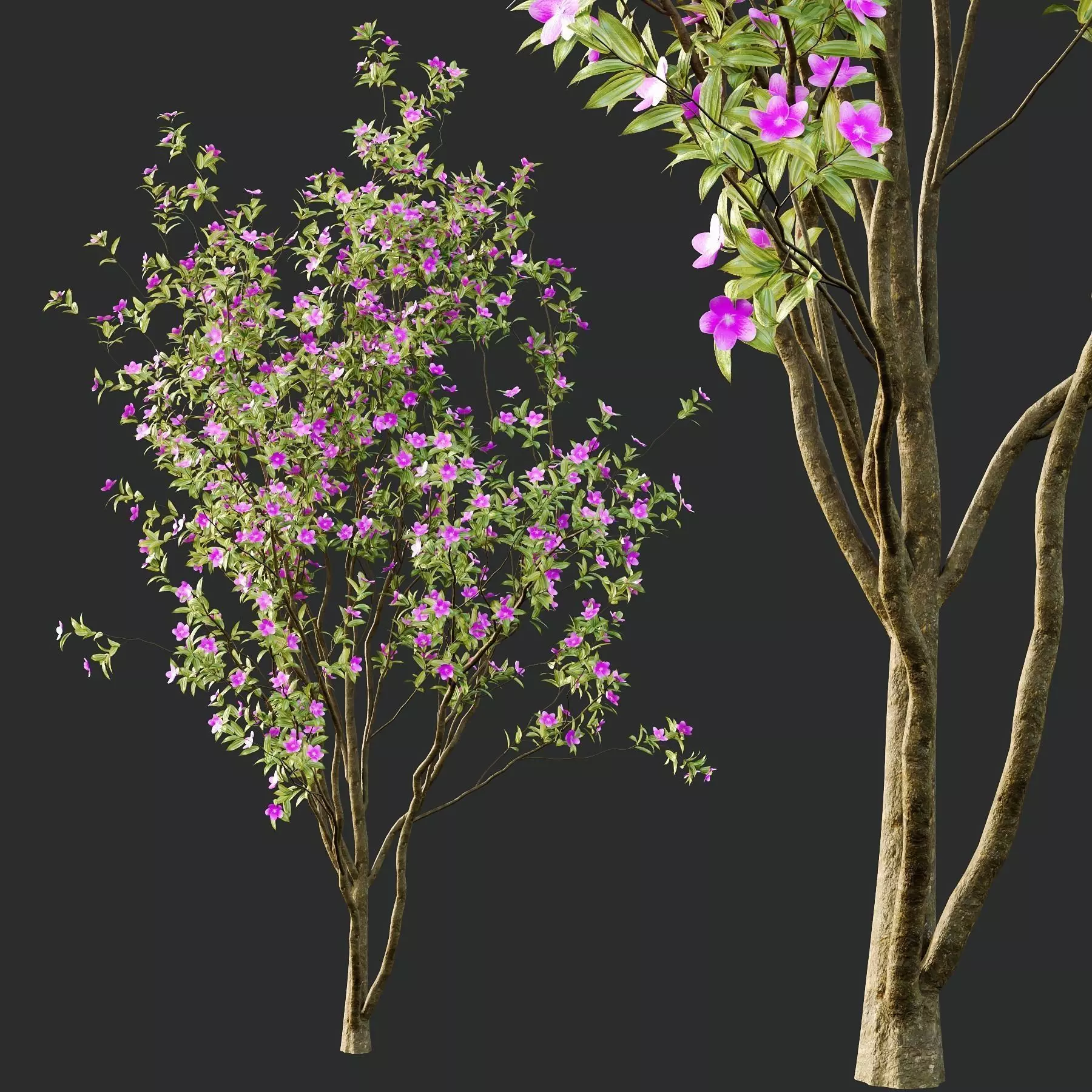 Excellent collection of Tree plants 19 Different Models 0025 _22