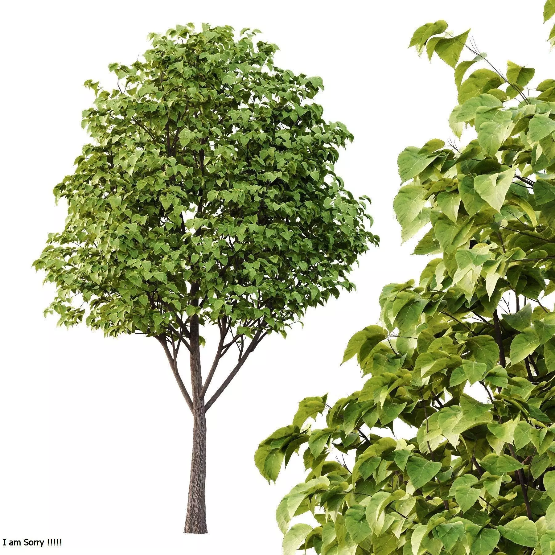 Excellent collection of Tree plants 19 Different Models 0025 _15