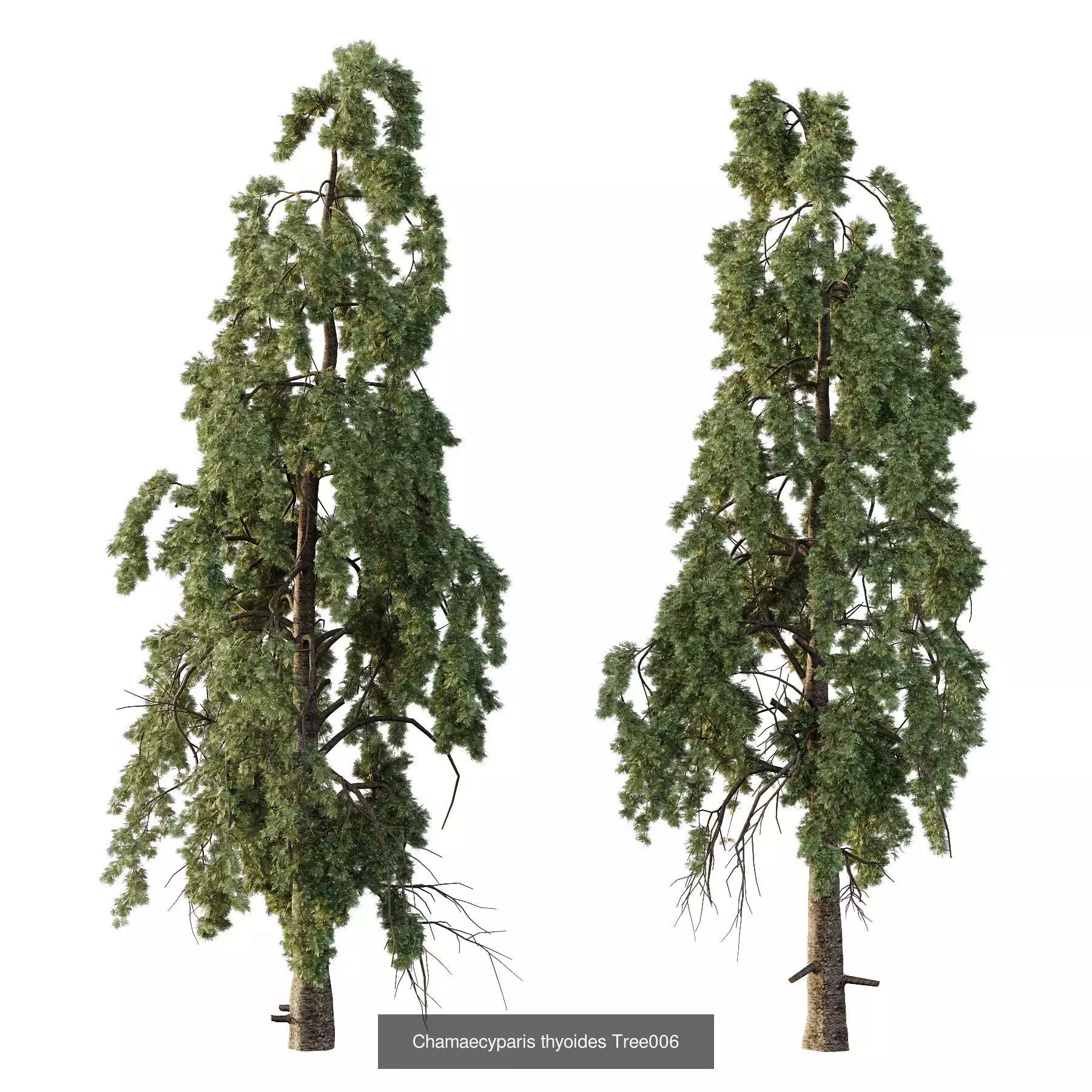 Excellent collection of Tree plants 19 Different Models 0025 _5