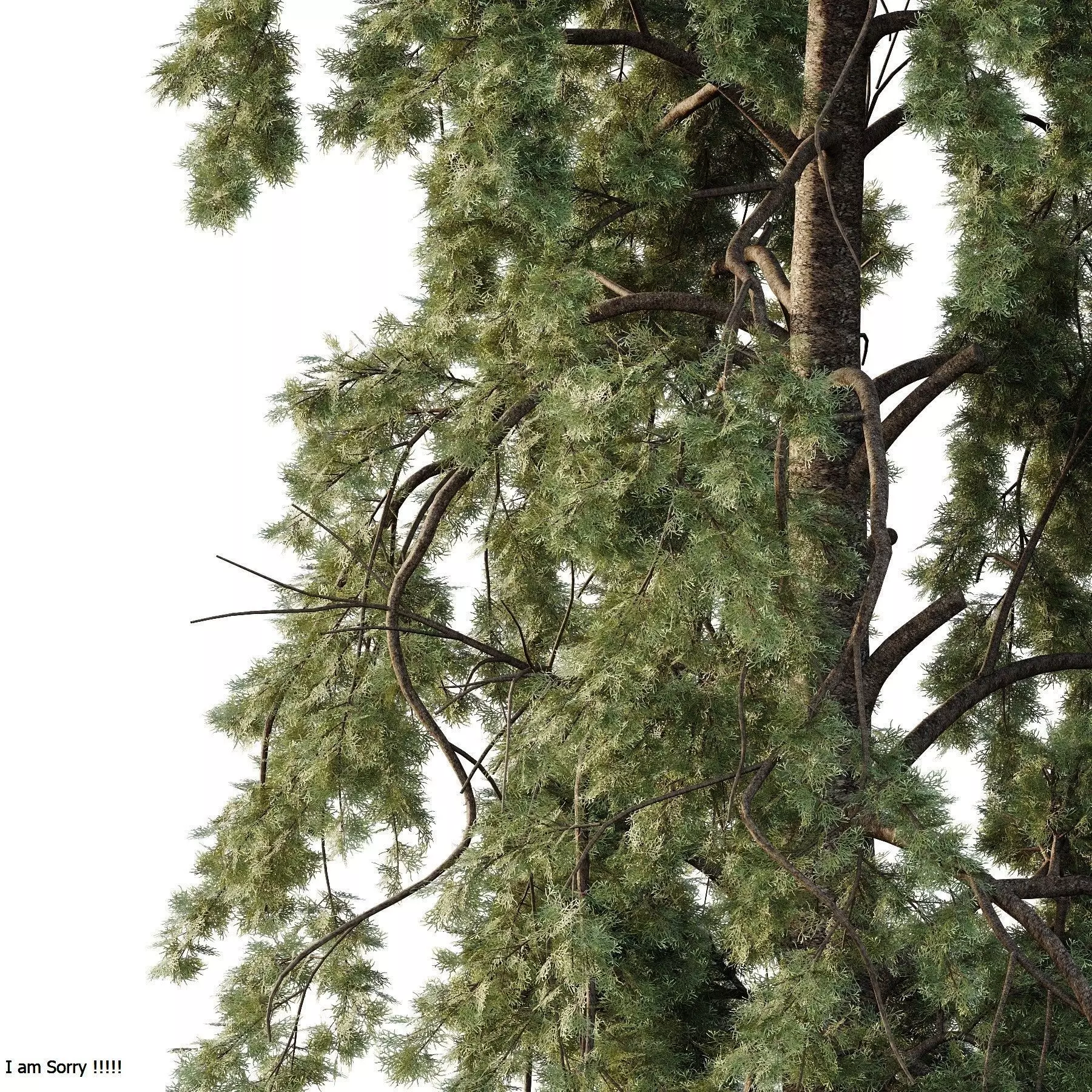 Excellent collection of Tree plants 19 Different Models 0025 _16