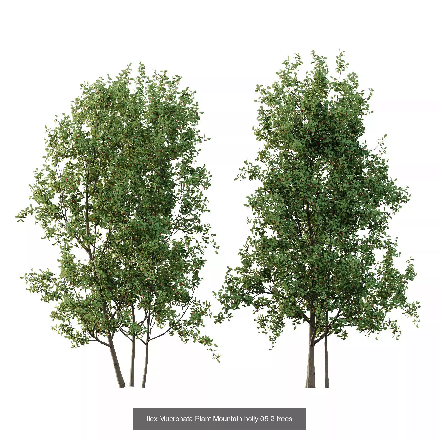 Excellent collection of Tree plants 19 Different Models 0025 _3