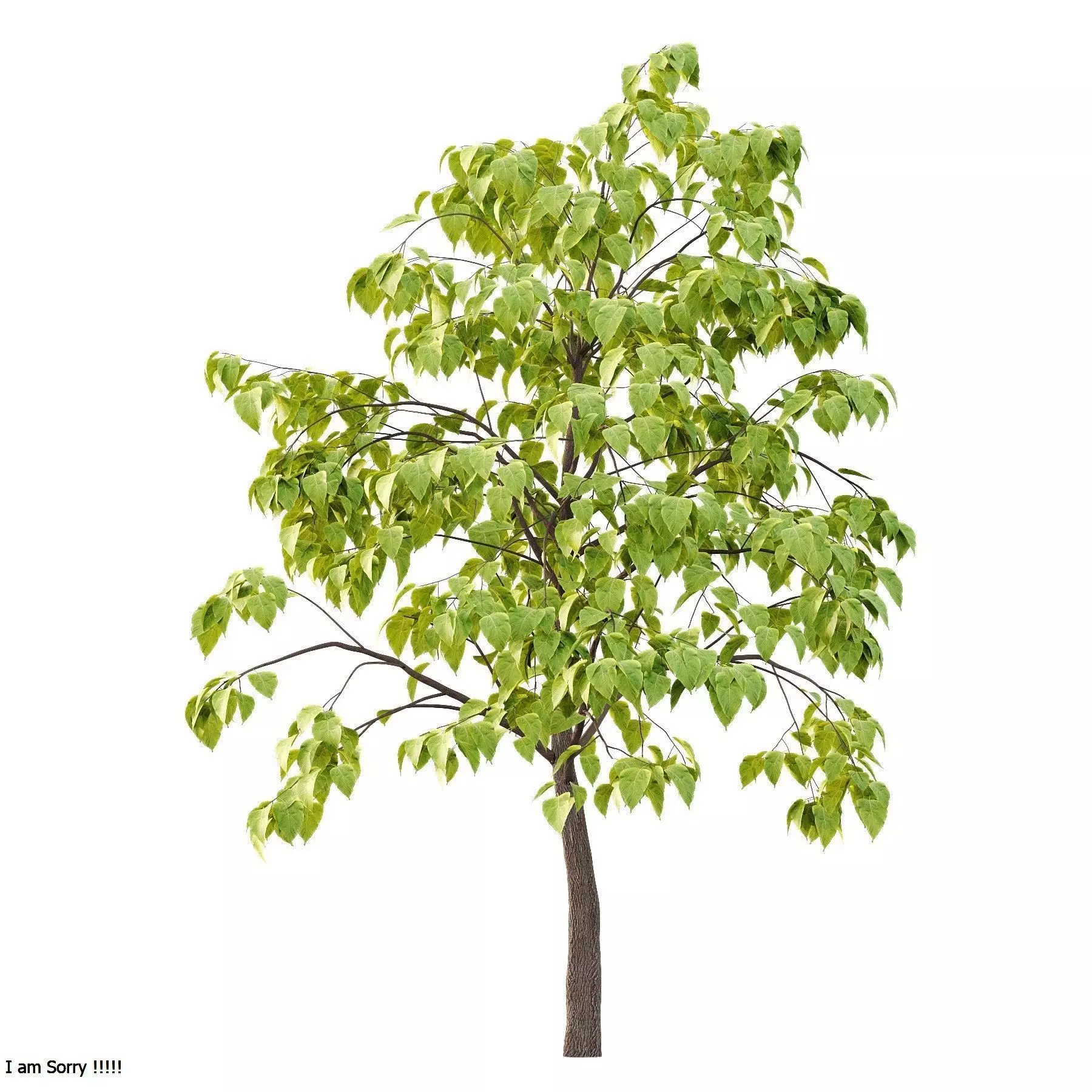 Excellent collection of Tree plants 19 Different Models 0025 _8