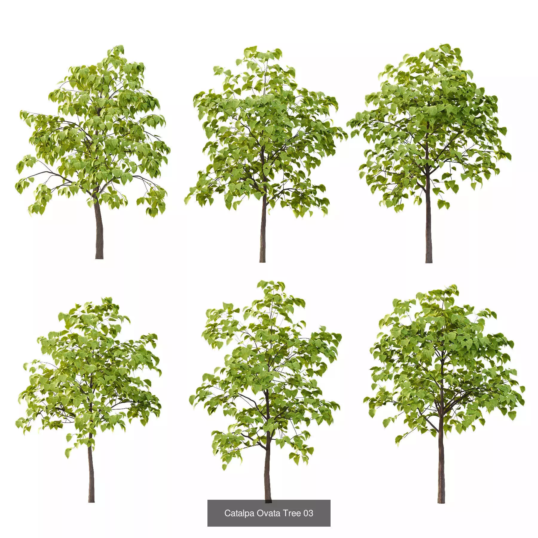 Excellent collection of Tree plants 19 Different Models 0025 _6