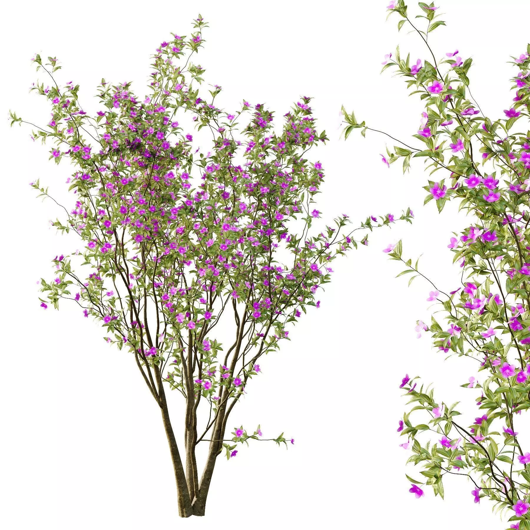 Excellent collection of Tree plants 19 Different Models 0025 _12