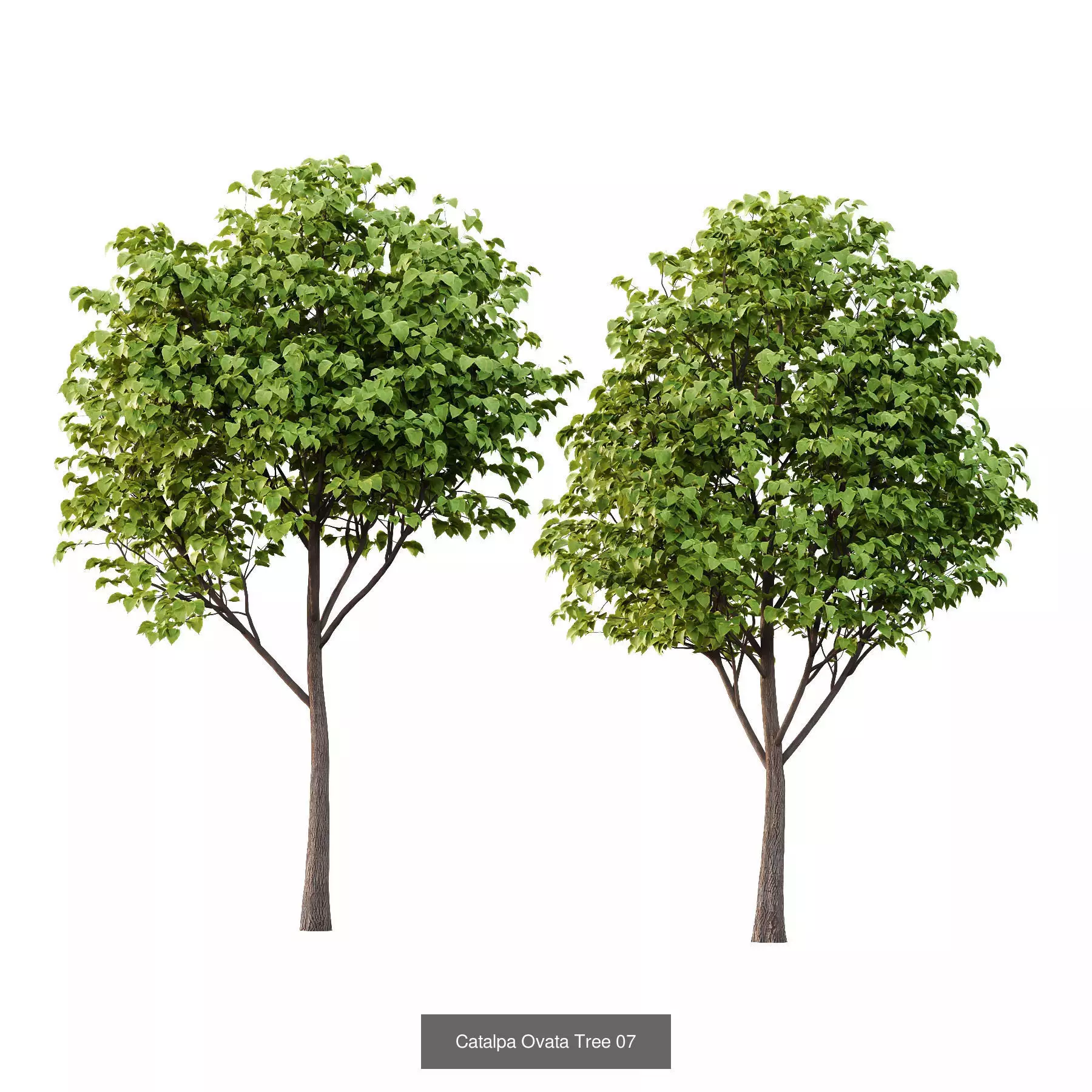 Excellent collection of Tree plants 19 Different Models 0025 _7