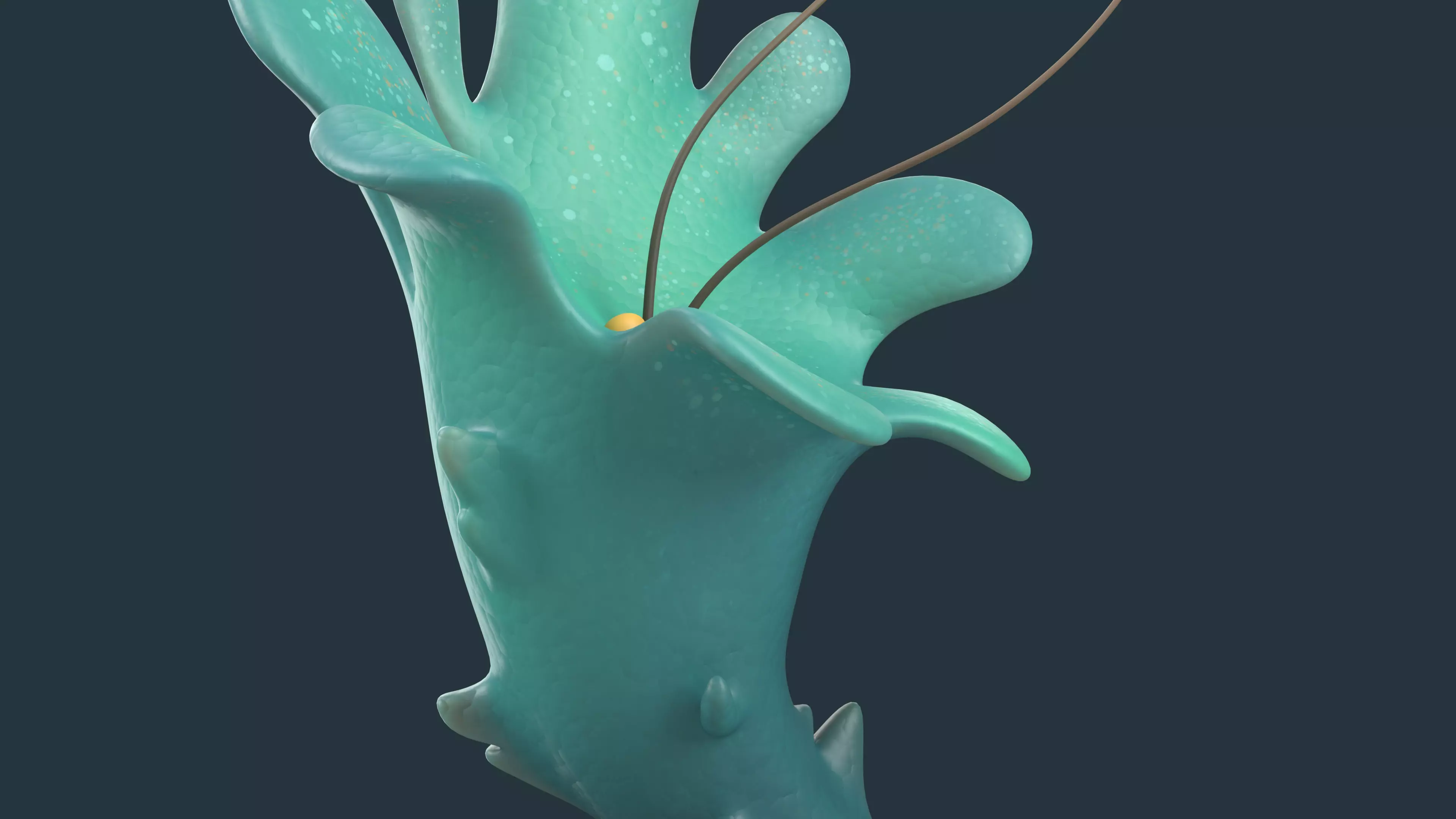 Cartoon Seaweed 01 Low-poly 3D model_12