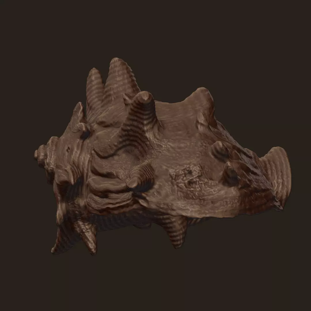High Poly Spiky Fantasy Conch Shell 3D print model_10