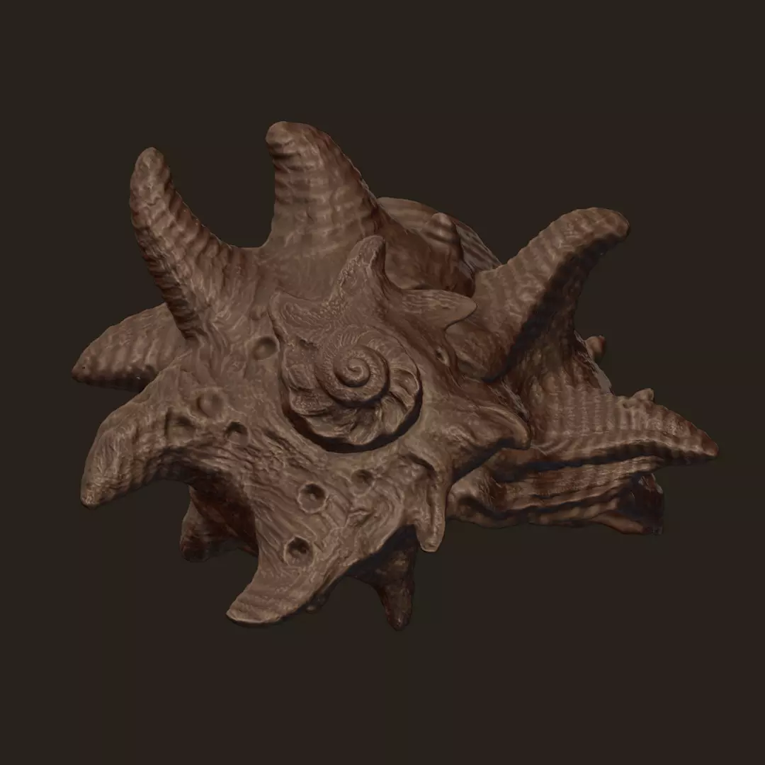 High Poly Spiky Fantasy Conch Shell 3D print model_9