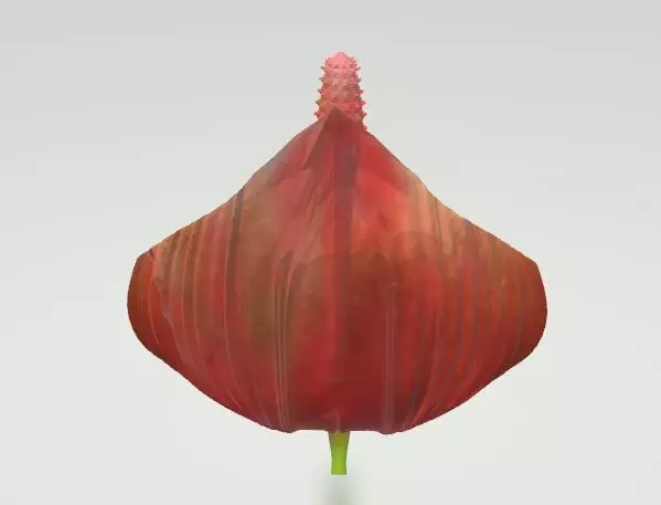 HAWAIIAN Anthurium FLOWER  Free 3D model_4