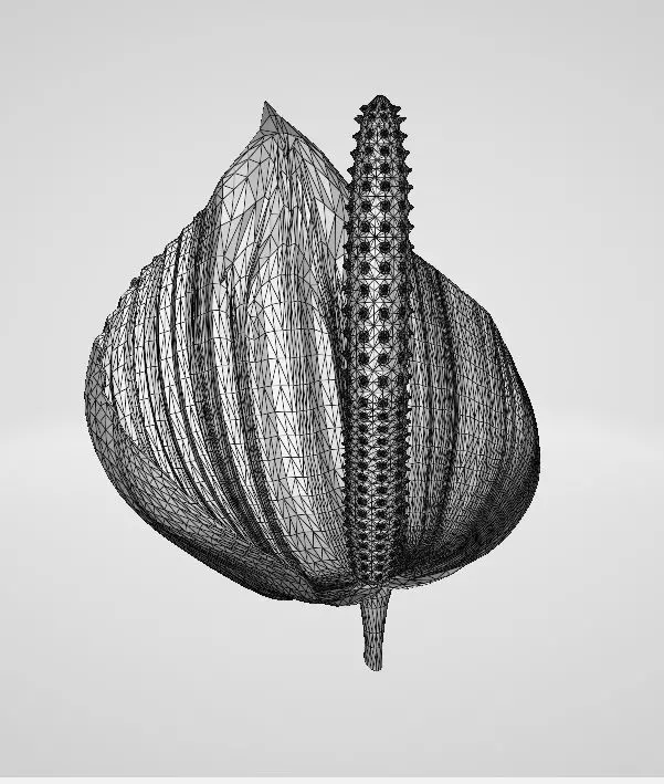 HAWAIIAN Anthurium FLOWER  Free 3D model_5