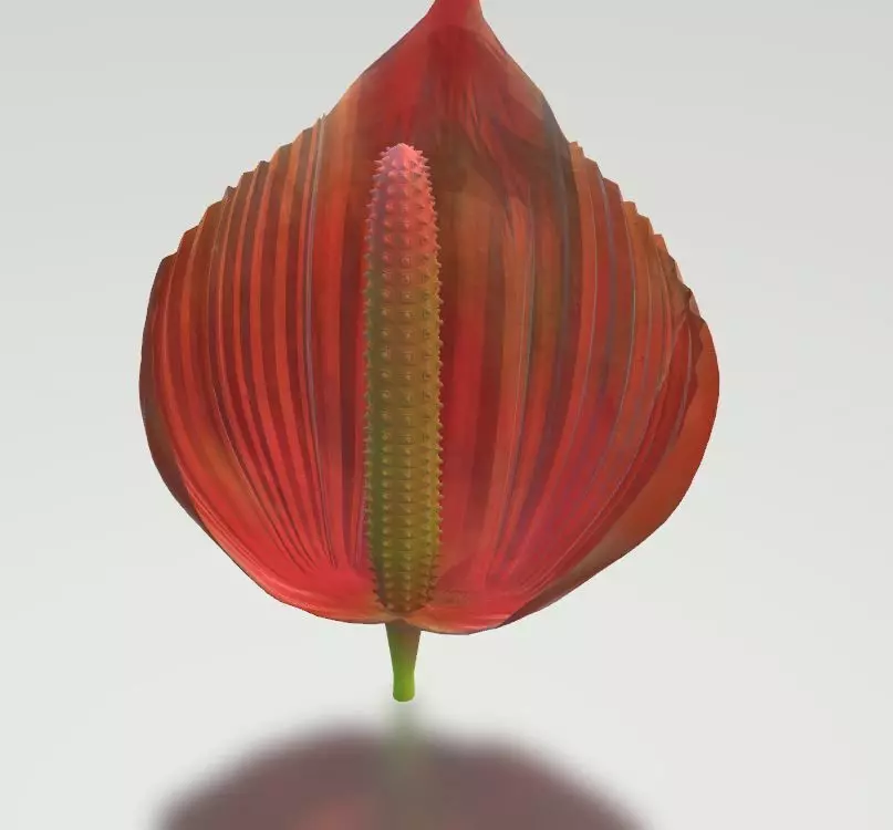 HAWAIIAN Anthurium FLOWER  Free 3D model_3
