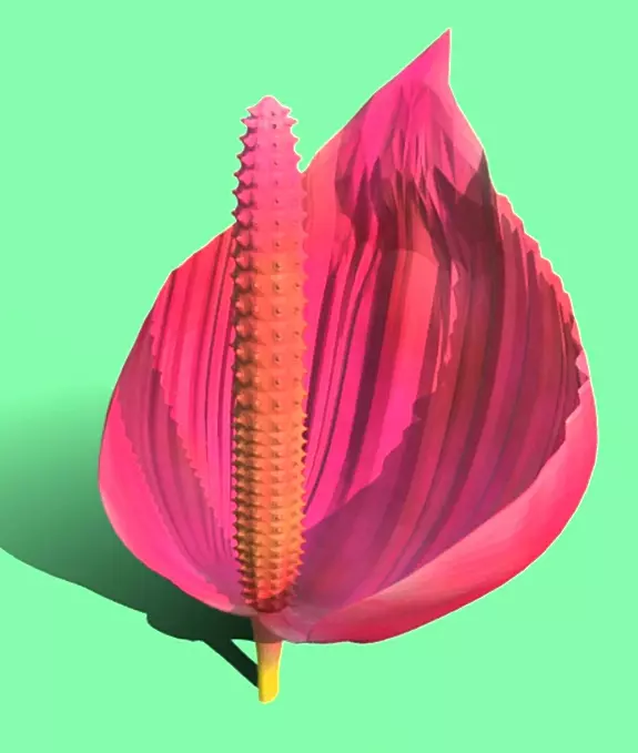 HAWAIIAN Anthurium FLOWER  Free 3D model_2