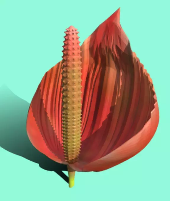 HAWAIIAN Anthurium FLOWER  Free 3D model_1