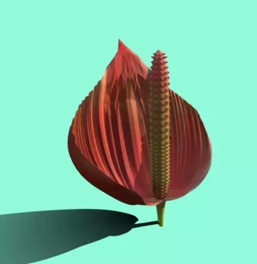 HAWAIIAN Anthurium FLOWER  Free 3D model_0