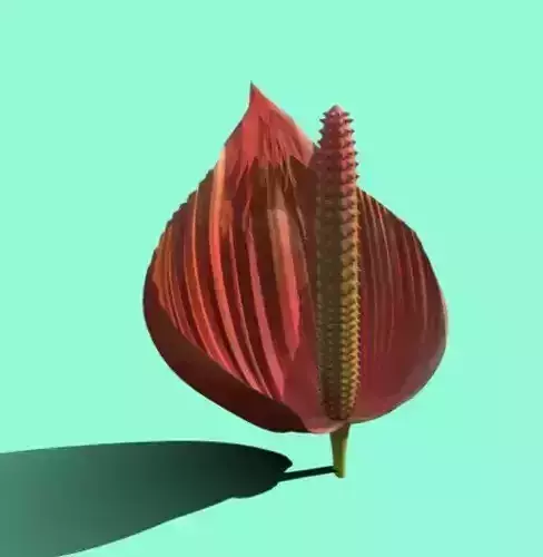 HAWAIIAN Anthurium FLOWER  Free 3D model