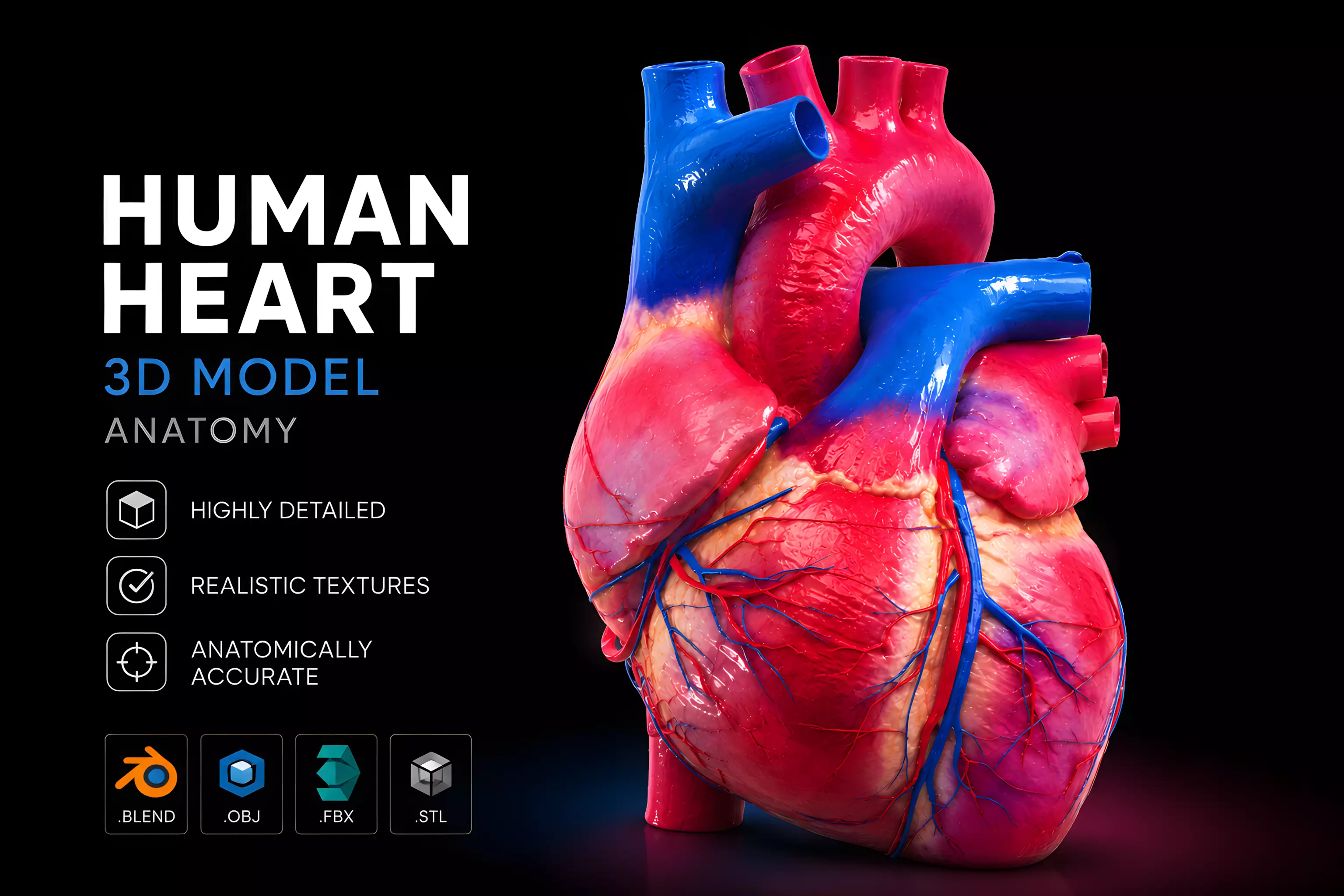 Human Heart Model Anatomy 3D model