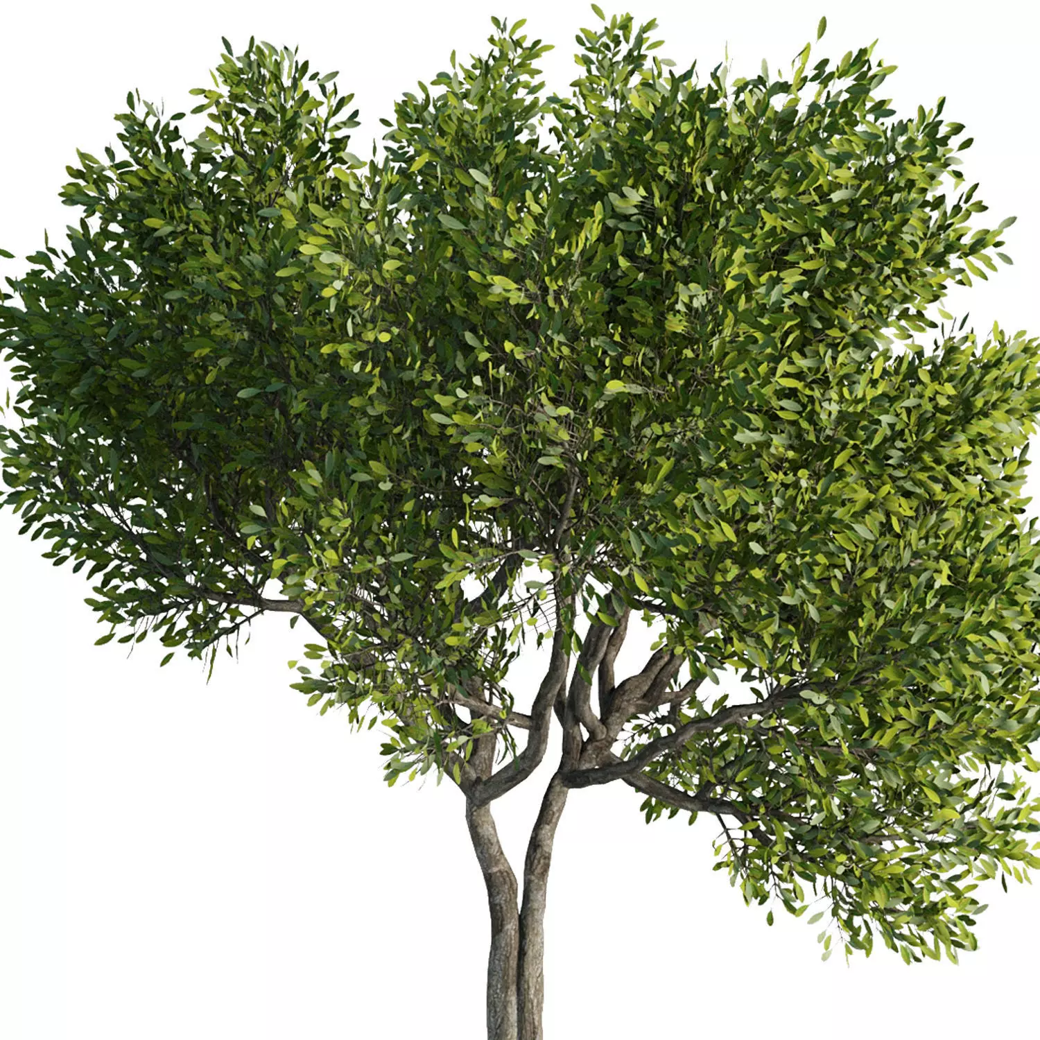 Tree Set36 3D model_1