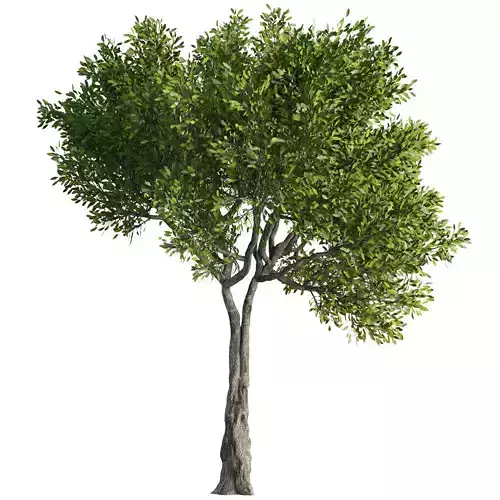Tree Set36 3D model