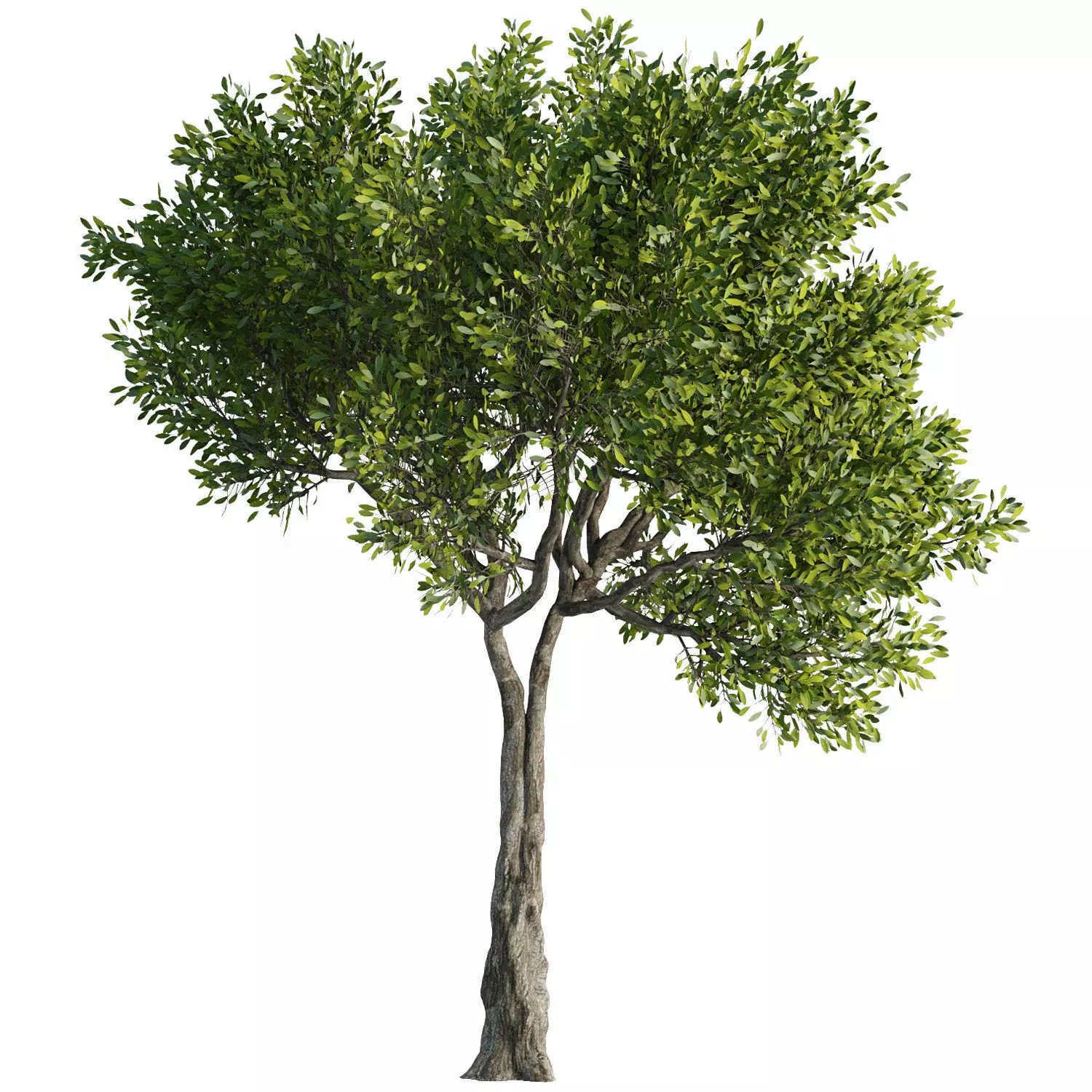 Tree Set36 3D model_0